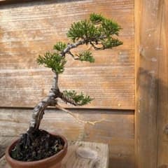 海*斗様 糸魚川真柏小品盆栽のサムネイル