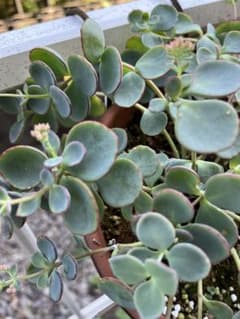 多肉植物「越中ミセバヤ」カット苗 - メルカリ