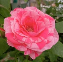 バラ苗(入手困難切り花種) 激レア種 - メルカリ