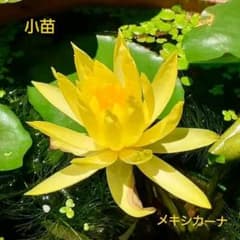 温帯睡蓮　メキシカーナ　小苗　cのサムネイル