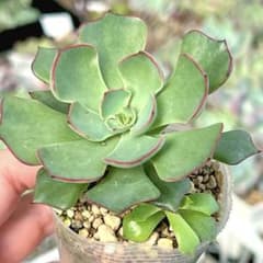 子株付き☆ 原種 ストリクチフローラノヴァ② 抜き苗 - メルカリ