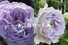 ⭐️二苗セット⭐️バラ苗⭐️和バラ苗 ⭐️挿し木苗⭐️ - メルカリ