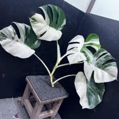 斑入りモンステラホワイトタイガーハーフムーントップカット葉5枚59