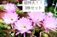 超特大3株セット】サボテン 抜き苗 ピンクの花 - メルカリ