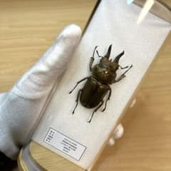 昆虫標本】オウゴンオニクワガタ ガラスケース入り - メルカリ