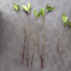 ガジュマル観葉植物 挿し木用枝 複数本セットのサムネイル
