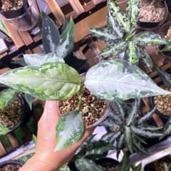 アグラオネマピクタム柳緑花紅のサムネイル
