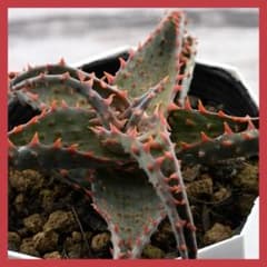 アロエ 実生 ヘミンギー × カスティロニアエ 多肉植物 1352 - メルカリ