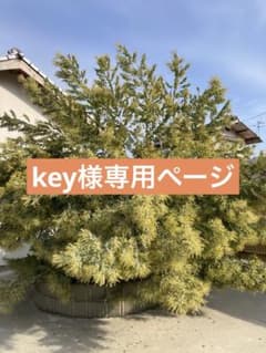 希少！フレッシュ！パールアカシア（おまけもあり）のサムネイル