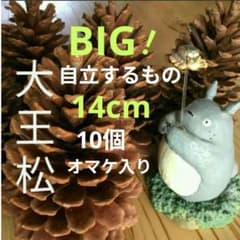 自立するもの14cm10個やすの松ぼっくりオマケ入り - メルカリ