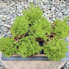 Ｋ.様専用ですのサムネイル