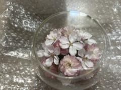 プリザーブドフラワー 桜 ガラスドーム入りのサムネイル