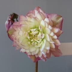 クリスマスローズ　多弁dd　大株　未株分け クリスマスローズ 多弁dd 大株 未株分け - メルカリ