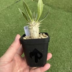 パキポディウム ホロンベンセ 実生 33 塊根植物 コーデックスのサムネイル