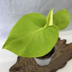 モンステラ　デリシオーサ　フルムーンゴールド 黄金葉 Monstera 'Full Moon Gold'(1点物) | hanatsumugi GREEN モンステラ・ポトス