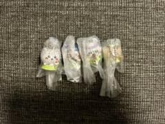 映画ちいかわ 人魚の島のひみつ たべものいっぱいマスコット 4種のサムネイル