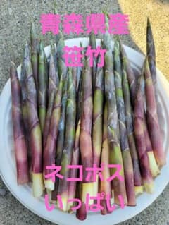 笹竹　笹だけ　竹の子　山菜　青森県産のサムネイル