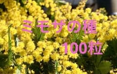 ミモザの種　100粒のサムネイル
