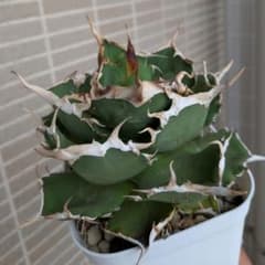 巨獣　UNDFINED THINGS オテロイ　チタノタ 巨獣 UNDFINED THINGS オテロイ チタノタ - メルカリ