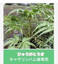 ひゅうがとうき　葉っぱのサムネイル