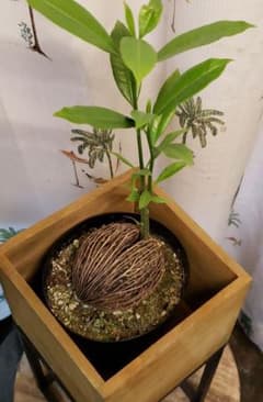 実が可愛いケルベラのサムネイル