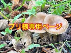 プリ様専用ページのサムネイル