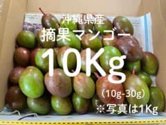 摘果マンゴー　10キロ 摘果マンゴー10キロ - メルカリ