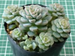 10.ざらめ 鉢内全て 抜き苗 つぶつぶ屋さん 多肉植物 - メルカリ