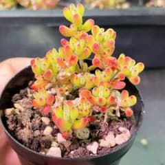 新入荷 多肉植物 ドロサンテマム キラキラ ルビー 抜き苗 5cm鉢 1株