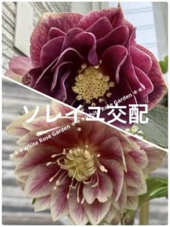 2537 クリスマスローズ発芽苗 ソレイユ交配 おまけ苗付き - メルカリ