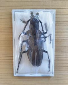 シャムオオキバノコギリカミキリのサムネイル
