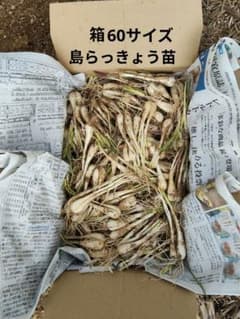 島らっきょう苗（60サイズ）箱に入るだけ詰めます 島らっきょう苗（60サイズ）箱に入るだけ詰めます - メルカリ
