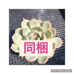 【同梱価格】白雪姫　抜き苗　多肉植物のサムネイル