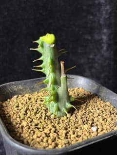 MM2 アデニア アクレアータ 塊根植物 コーデックス - メルカリ