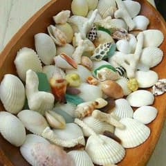 貝殻☆珊瑚☆シーグラスセット　シェル/サンゴ/ビーチグラスのサムネイル