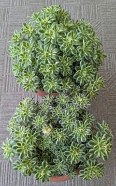 斑入り葉セダム 2鉢 鉢のまま発送 セダム 多肉植物 浜万年草錦 - メルカリ