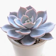 多肉植物 ラパン(ラウレンシス✕ラウイ)のサムネイル