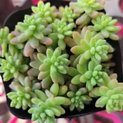 セダム 花団錦 抜き苗 - メルカリ