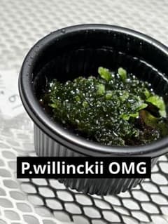 P.willinckii OMG 前葉体 胞子体 ビカクシダ 61 - メルカリ