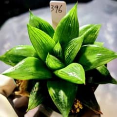 396 ナイルの一滴 実生 大型選抜 多肉植物 ハオルチア アロエ - メルカリ