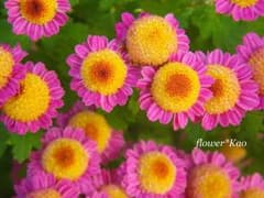 りんご様専用のサムネイル