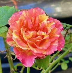薔薇 バラ苗 接木苗 開花中 万華鏡 入手困難 - メルカリ