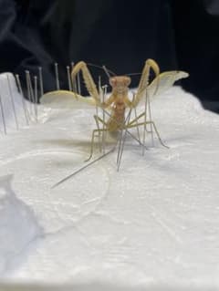 m32767165395_1.jpg?1712226400