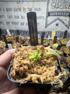 F*X様 Cephalotus follicularis German Gian - メルカリ