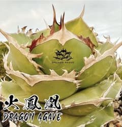 【DRAGON AGAVE産】AGAVE TITANOTA 火鳳凰 OC株 m32769381890_1.jpg?1775137013