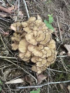 天然キノコ　天然舞茸　375gのサムネイル