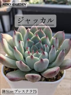 厳選苗】ジャッカル エケベリア - メルカリ