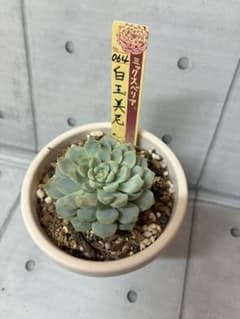 おらいさん　白玉美尼　【札つき】のサムネイル