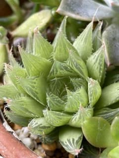 ハオルチア 抜き苗　直径約3-4㎝　多肉植物のサムネイル