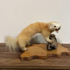 テンの剥製 木製台座付き - メルカリ